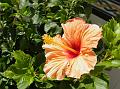 2011-1012-1505_Hibiscus_Malaga_Spain_27C